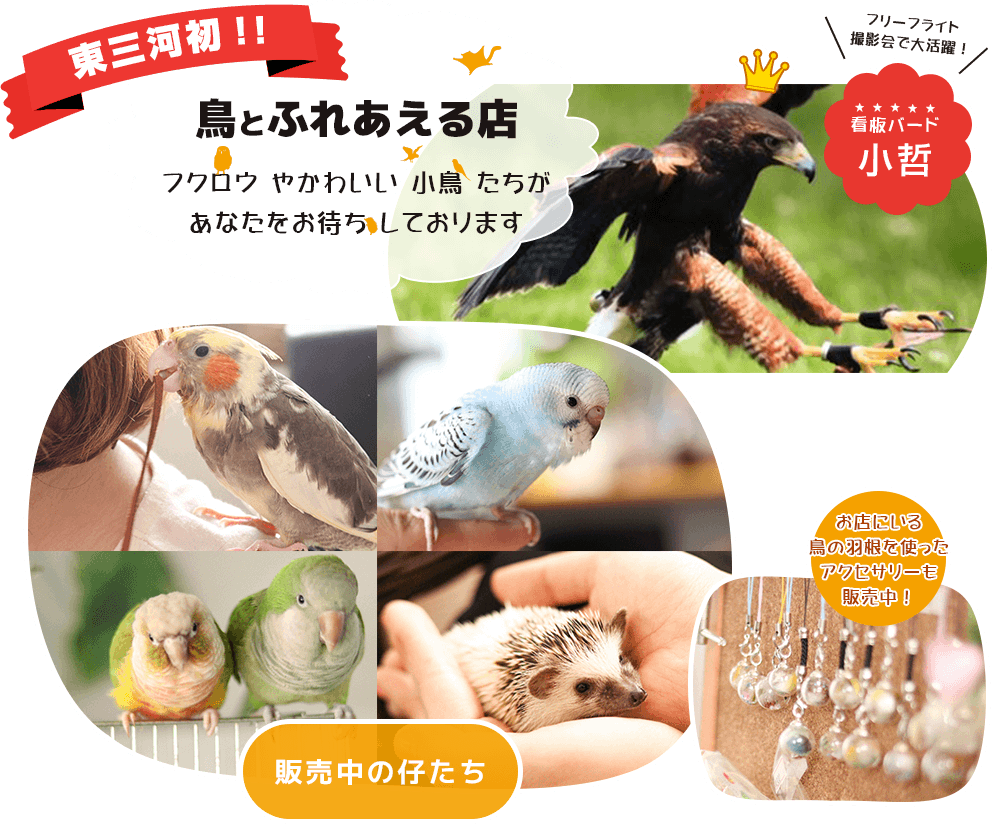 東三河初!!鳥とふれあえる店…フクロウやかわいい小鳥たちが、あなたをお待ちしております