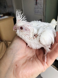 オカメヒナの写真3
