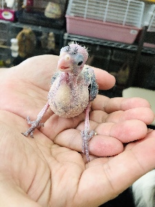 オカメインコヒナの写真1