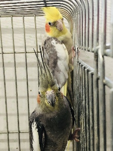 オカメインコヒナの写真3